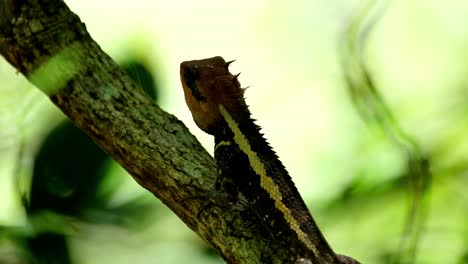 visto desde atrás mientras mira hacia el bosque, jardín forestal lagarto calotes emma, parque nacional kaeng krachan, tailandia