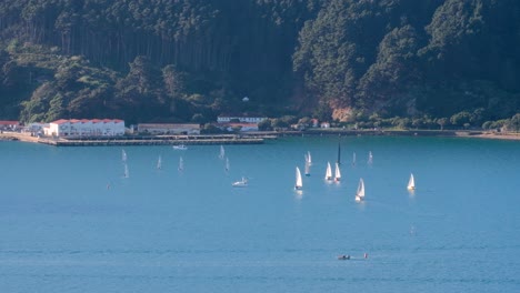 Sailing-boats-yachts-practising-in-calm-waters-near-Shelly-Bay-in-Wellington-harbour-on-a-beautiful-day-in-capital,-New-Zealand-Aotearoa