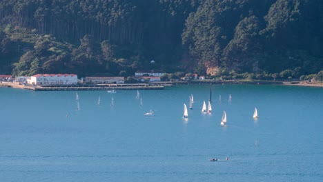 sailing boats yachts practising in calm waters near shelly bay in wellington harbour on a beautiful day in capital, new zealand aotearoa