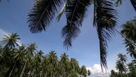 Tilt-up-the-green-scenery-under-blue-sky