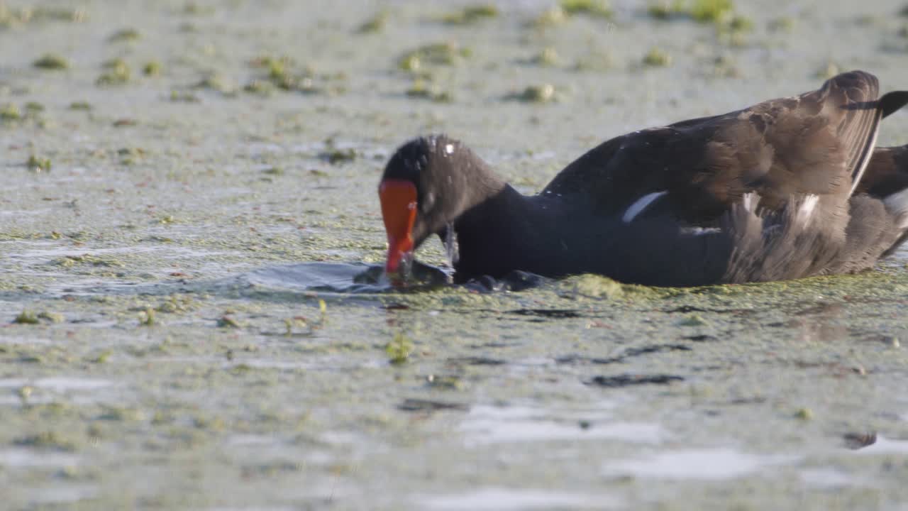 pájaro gallinule común tamizando el agua de algas en busca de alimento