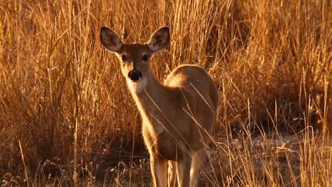 Deer-And-A-Doe-Grazing-In-Nature