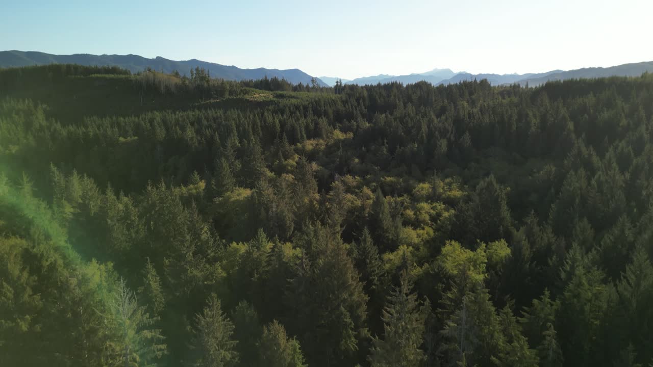 Vista aerea con drone di una fitta foresta sempreverde che si estende su un terreno ondulato con creste montuose distanti sotto la soffusa luce del mattino
