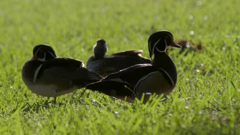 wood ducks cleaning self in green grass