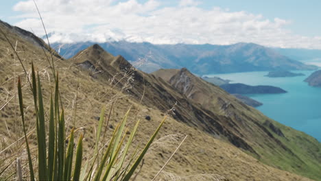 Hierba-De-Montaña-Puntiaguda-De-Nueva-Zelanda-Que-Sopla-En-El-Viento-En-Un-Cálido-Día-De-Verano