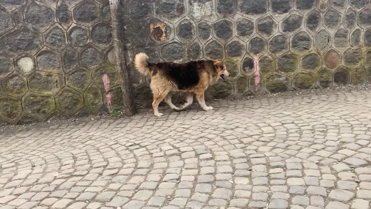A cut lonely dog is walking in the street near the wall hurting it's leg