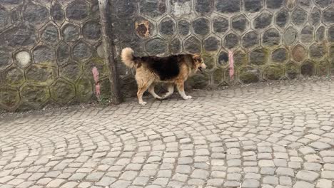 a cut lonely dog is walking in the street near the wall hurting it's leg