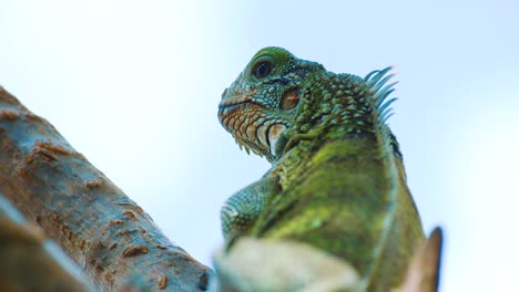 a young green iguana sitting peacefully on a branch of a tree unde a morning sun - close up shot