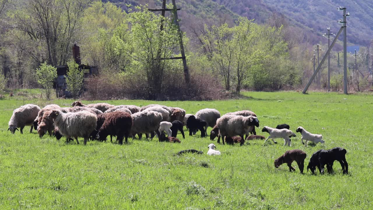 A wide shot of sheep grazing in a green pasture traditional farming