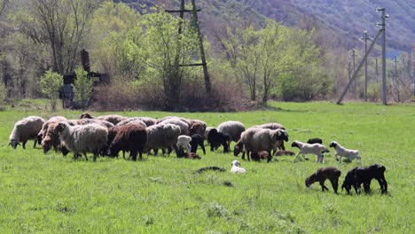 a wide shot of sheep grazing in a green pasture traditional farming