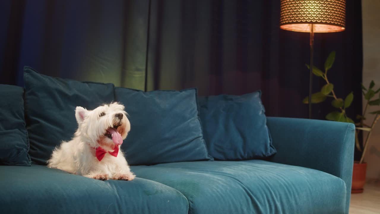 A cute West Highland White Terrier dog with a red bow tie relaxing on a blue couch at home