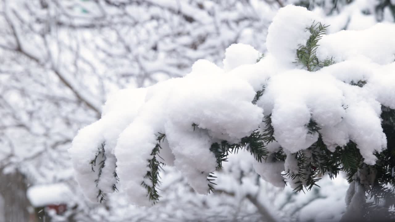 nevando en el jardín 2018 diciembre ubicación: hungría, budapest grabado con un canon 6d
