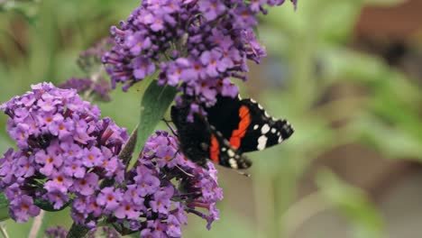 Butterfly-sitting-on-butterfly-bush-Buddleja-and-drinking-nectar-from-flowers,-close-up