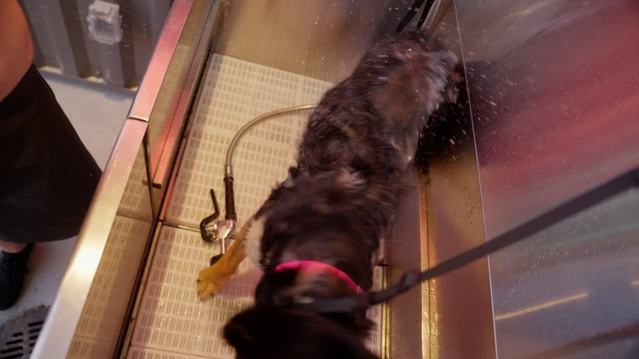 una mujer joven le da a su perro un baño afuera en una bañera