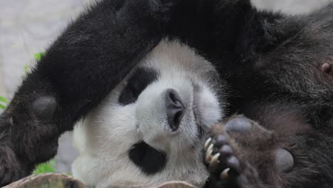 sleepy panda cub