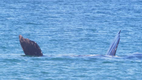 Right-Whale-laying-on-water-exposes-both-its-pectoral-fins-in-air