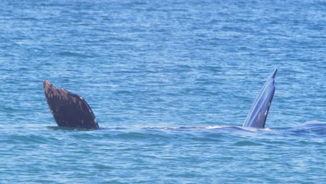 la ballena franca que yace en el agua expone sus dos aletas pectorales en el aire