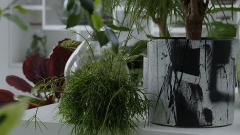 Botanische-Werkstatt-Mit-Dem-Winzigen-Autarken-Ökosystem-Im-Glasterrarium,-Panorama-Rechts-Schließen