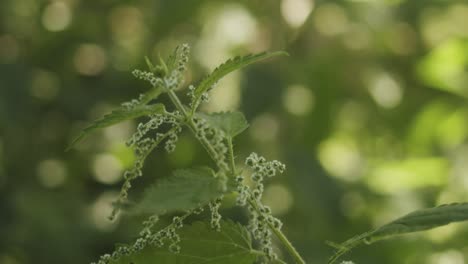 close up of a stinging-nettle in a garden