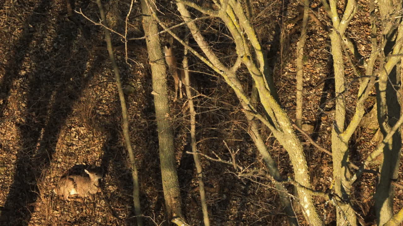 White-Tailed Deer On The Natural Habitat In The Forest With Bald Trees