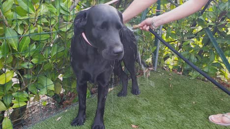 adorable y hermoso perro labrador negro siendo lavado con manguera de agua en el jardín