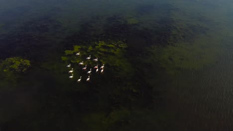 Vista-De-Arriba-Hacia-Abajo-De-La-Bandada-De-Flamencos-Nadando-En-Los-Pantanos