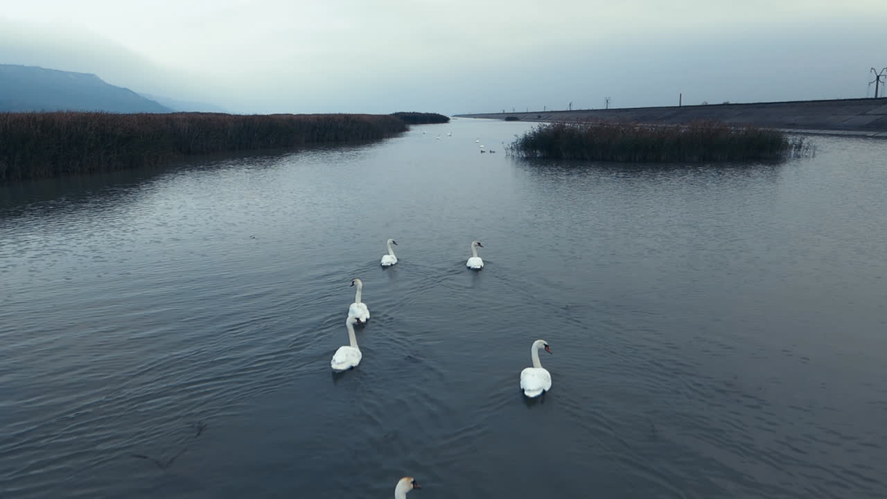 volando sobre una bandada de cisnes nadando con gracia en un río