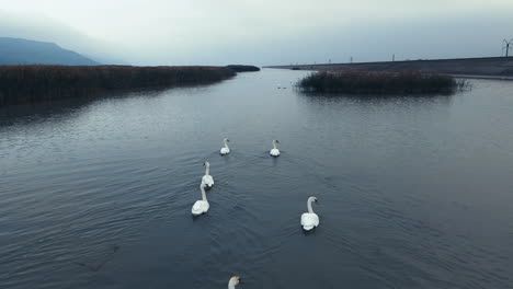 über-Einen-Schwanenschwarm-Fliegen,-Der-Anmutig-Auf-Einem-Fluss-Schwimmt