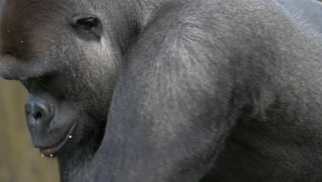 close up tracking shot of a large male gorilla moving through an open field in the tropical rainforests of central africa