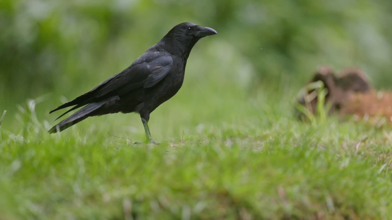 Black Crow in Grassy Area