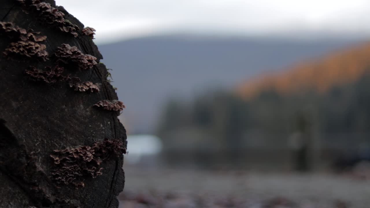 Scene dal Barnet Marine Park vicino a Vancouver con un rimorchiatore giallo, petroliera, alberi verdi, spiaggia sabbiosa e gabbiani in un bel pomeriggio invernale