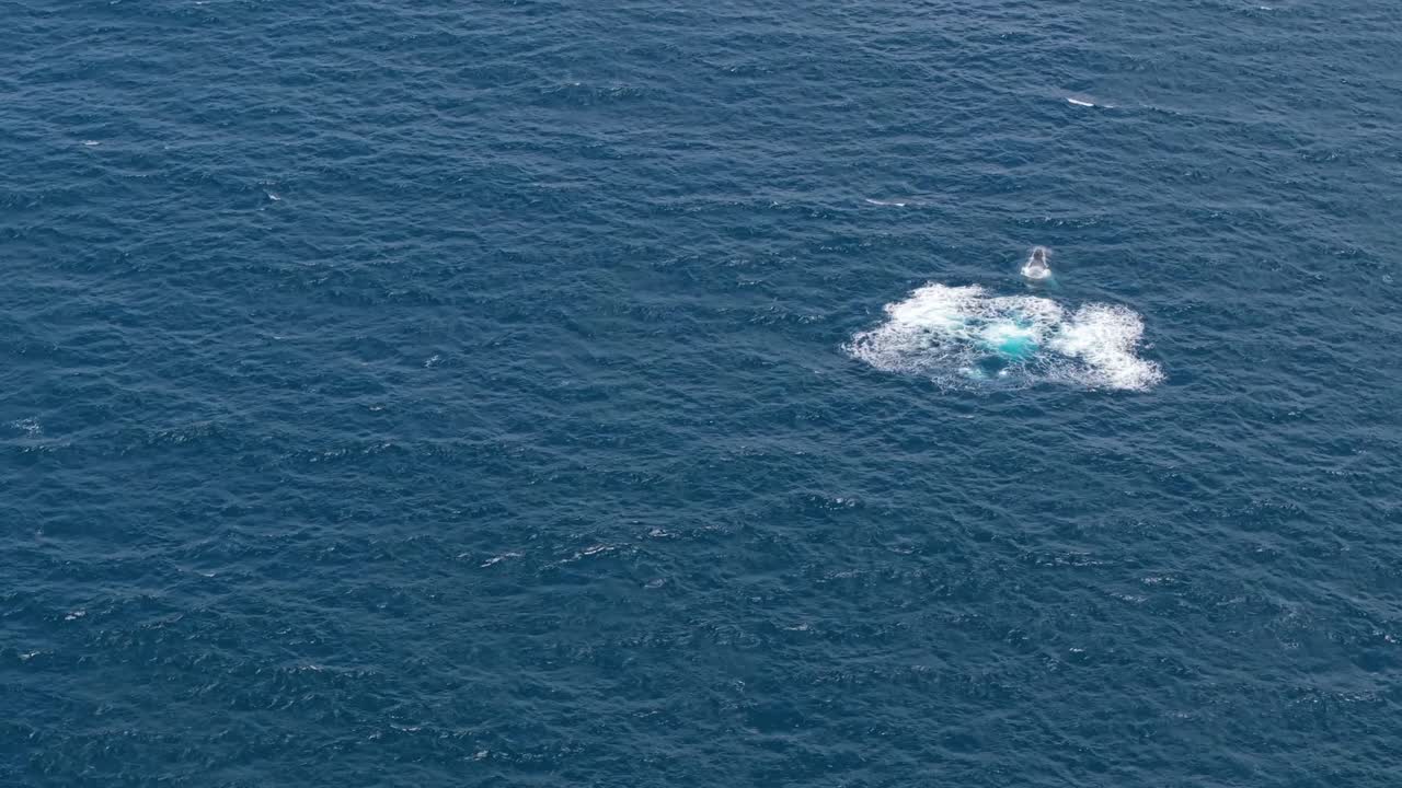 Aerial drone captures glorious display of acrobatic skill by fully grown humpback whale as it breaches high in the sky landing with an enormous splash in Pacific Ocean, Ecuador