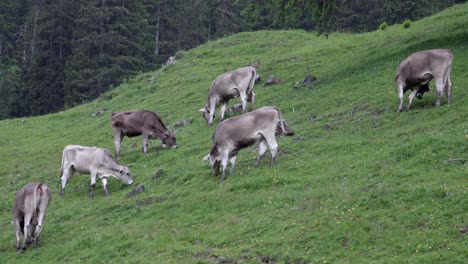 grazing cows stand on a slope in a pasture surrounded by trees