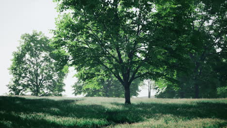 a lone tree stands in a field of green grass with a bright blue sky in the background