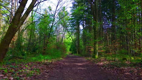 Verzauberter-Waldweg-Mit-Frischem-Frühlingsgrün