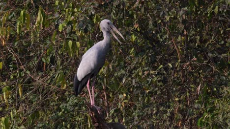 Asiatischer-Openbill,-Gähnender-Anastomus