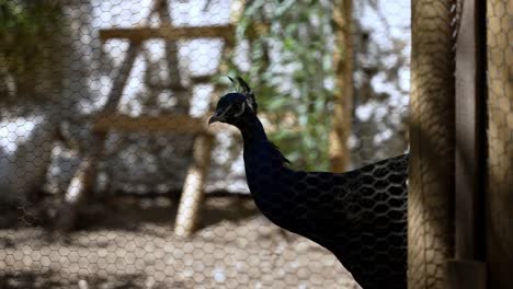 Schöner-Pfau-Steht-Hinter-Einem-Drahtzaun,-Tiergefangenschaft