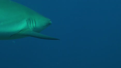 close up shot of grey reef shark passing very close in front of camera lens