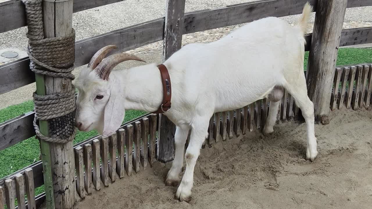나무로 만든 창고 에 있는  염소