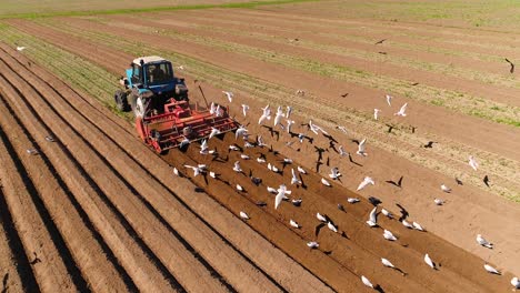 agricultural work on a tractor farmer sows grain. hungry birds are flying behind the tractor, and eat grain from the arable land.