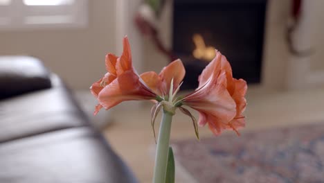 amaryllis flowers blossoming in a home with a fireplace in the background - parallax sliding motion