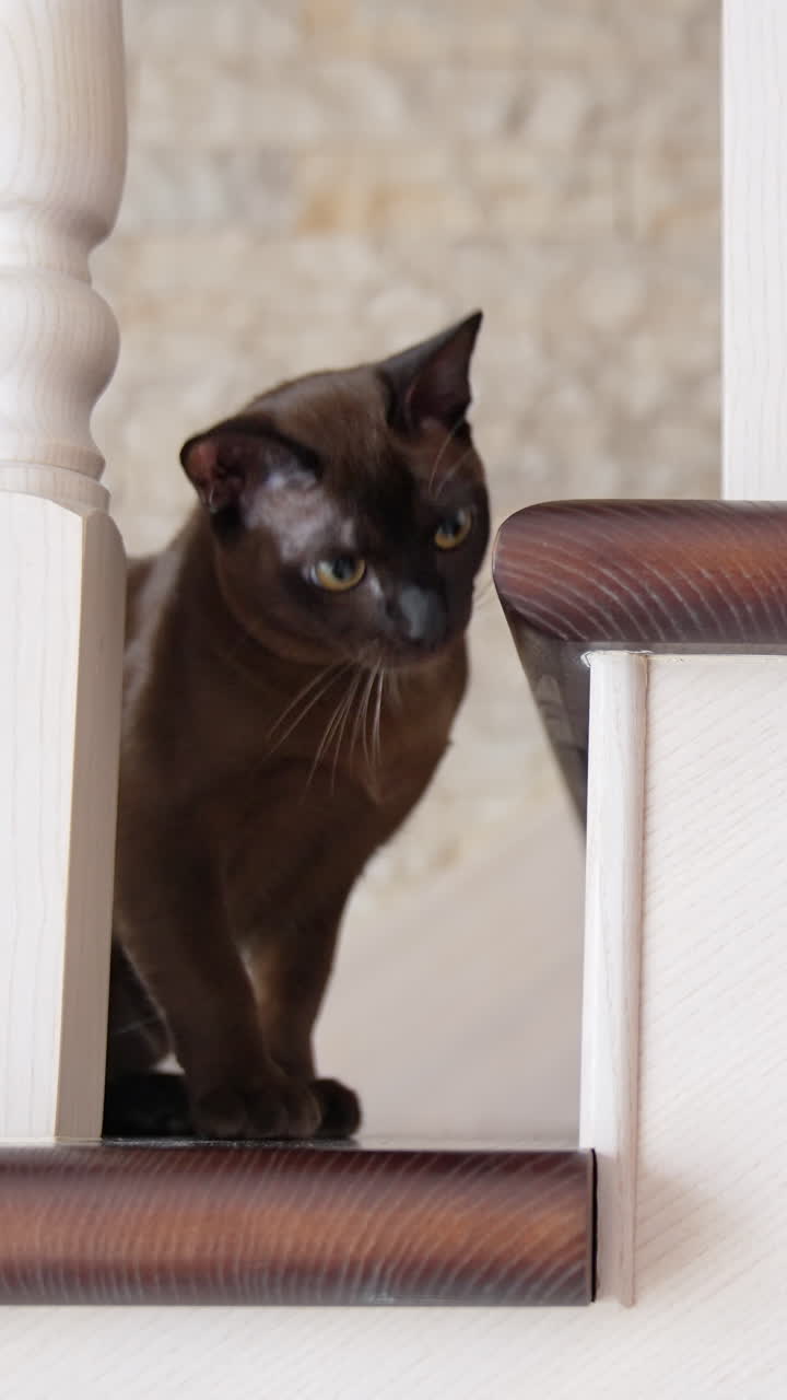 Young dark cat playing with toy. Cheerful black kitty hunting the toy. Vertical video