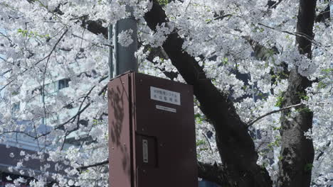 flores de sakura blancas como la nieve en plena floración en el evento hanami de tokio japón - plano medio