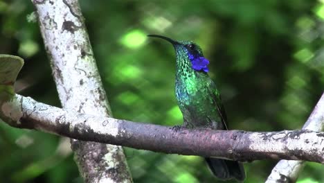 dos colibríes luchan por la posición en una rama