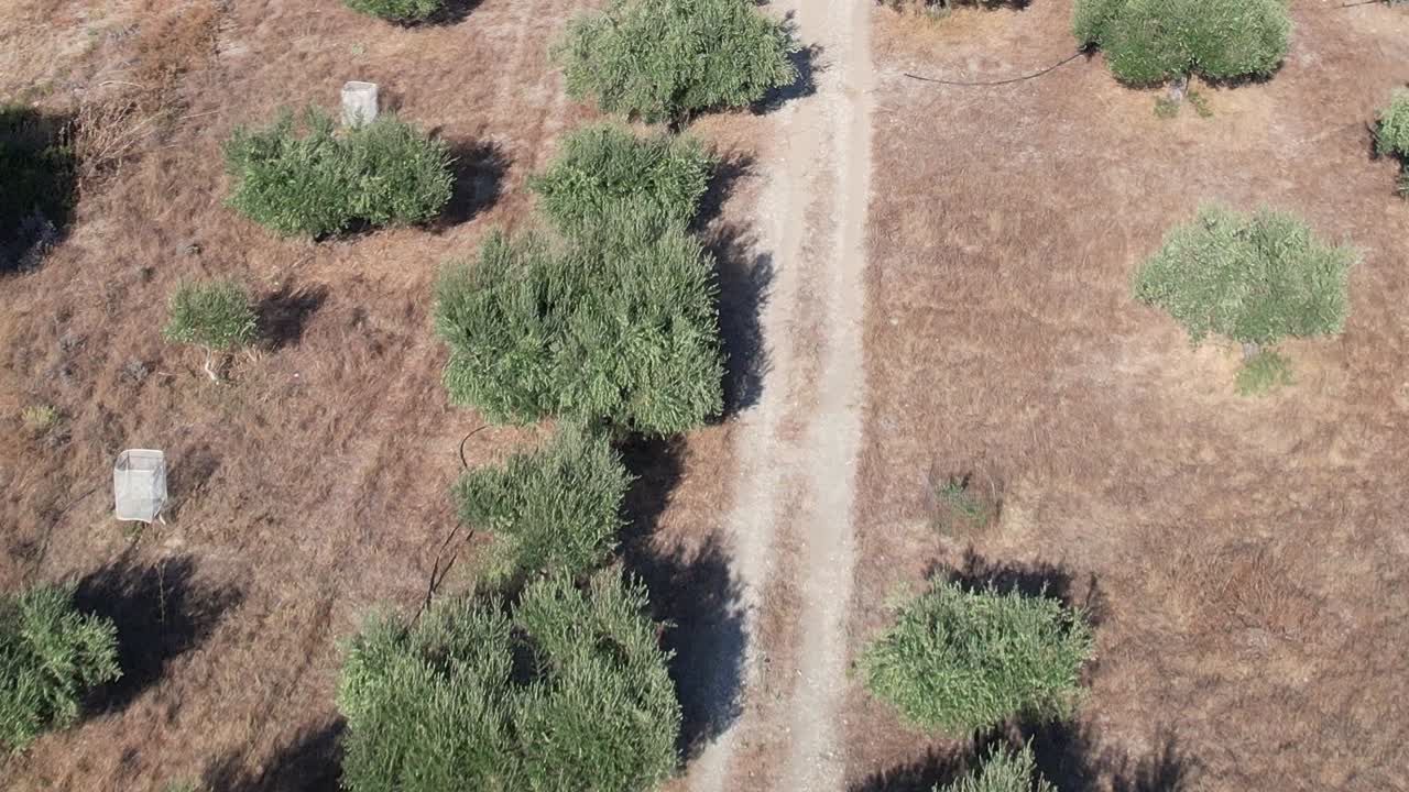 Olive groves stretch across arid land in Greece from above