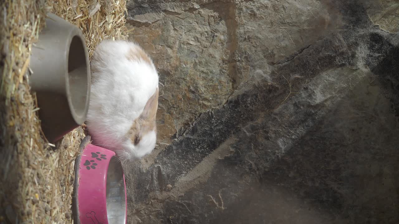 A cute rabbit next to its feeding bowl