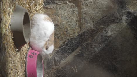 a cute rabbit next to its feeding bowl