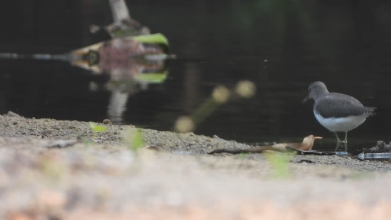 Sandpiper bird in lkae ..
