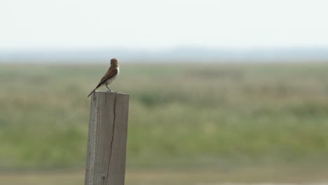 slow motion of a brown bird with a white chest and brown points on it, sitting on a tame and flying off