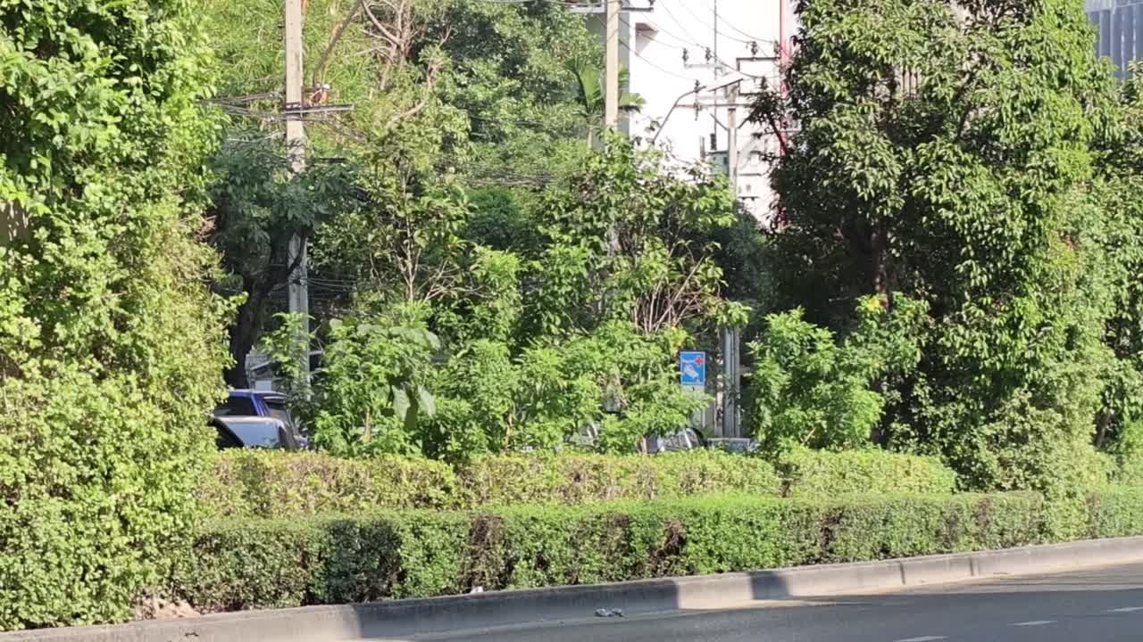 Dense foliage and manicured bushes line a city street, showcasing urban greenery on a sunny day.